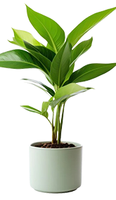 Landscape Architects In Chennai