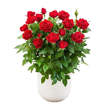 Flowering Trees in Chennai - Dealers, Manufacturers