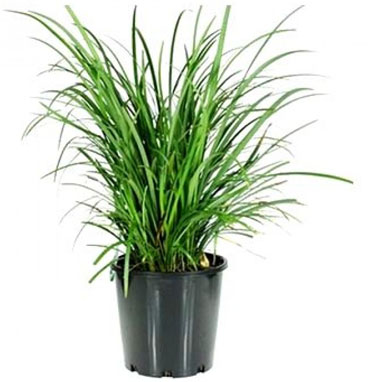 Top Red Soil Dealers In Chennai