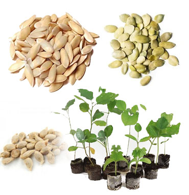 Top Panchagavya Dealers In Chennai