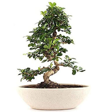 Buy Bonsai Tree In Chennai