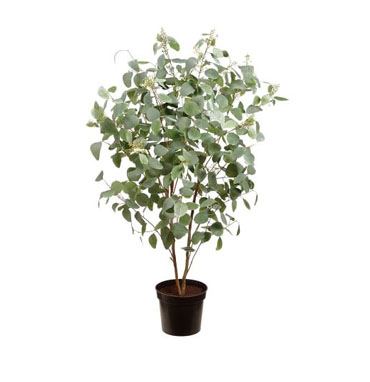 Forestry Plants In Chennai