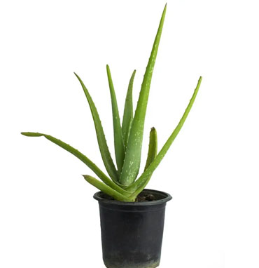 Natural Grass In Chennai