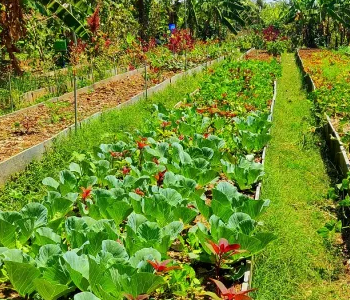Japanese Bonsai Plants Shop Sale In Chennai